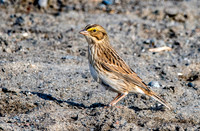 Savannah sparrow