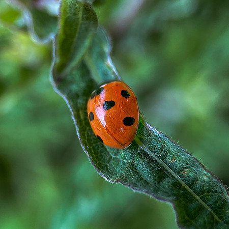 Seven spotted ladybird