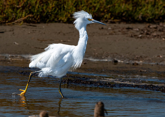 Snowy egret