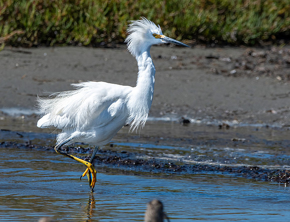 Snowy egret