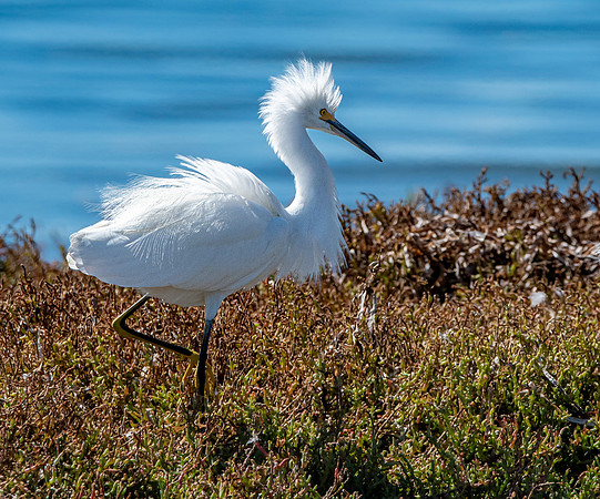 Snowy egret
