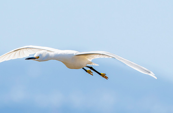 Snowy egret