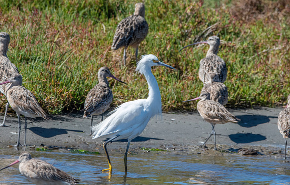 Snowy egret