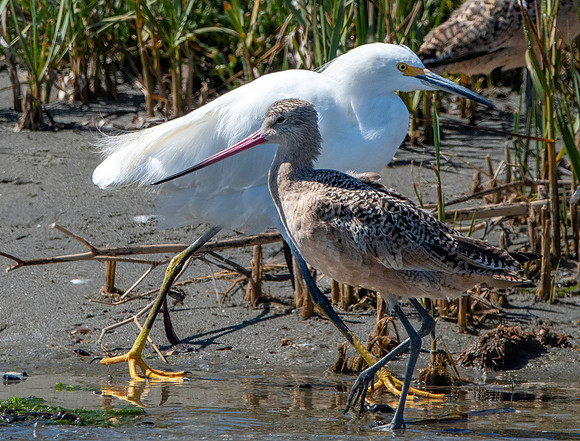 Snowy egret