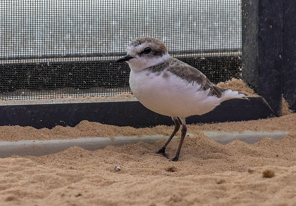 Snowy plover