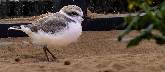 Snowy plover