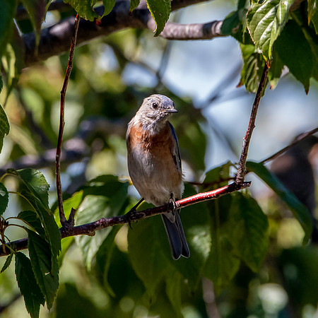 Western bluebird