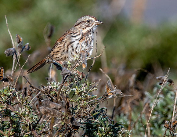Song sparrow