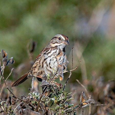 Song sparrow