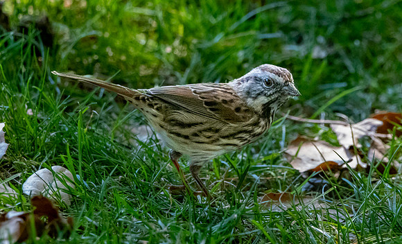 Song sparrow