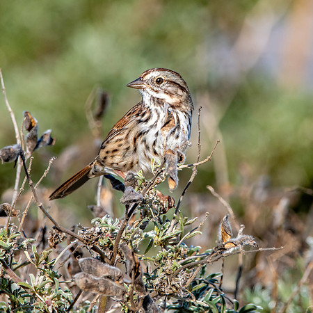 Song sparrow