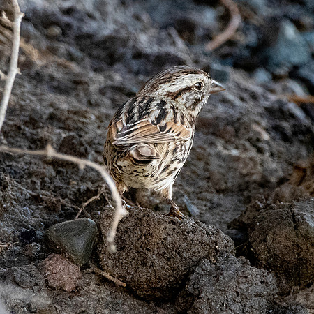 Song sparrow