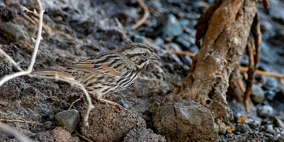 Song sparrow