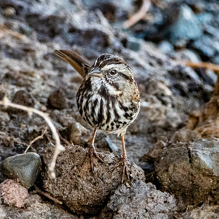 Song sparrow