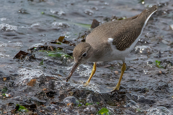 Spotted sandpiper