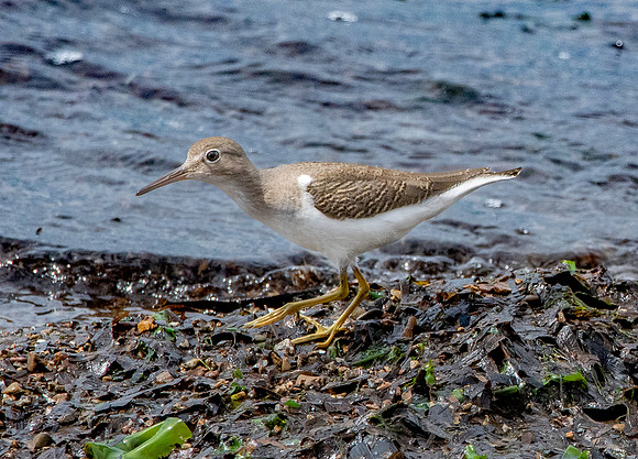 Spotted sandpiper