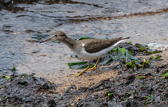 Spotted sandpiper