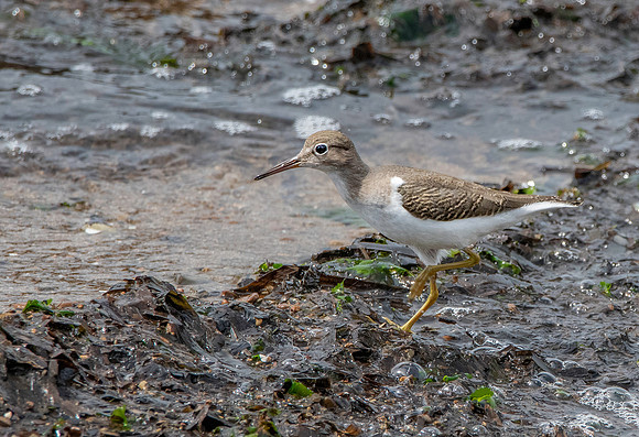 Spotted sandpiper