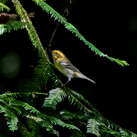 Townsend's warbler