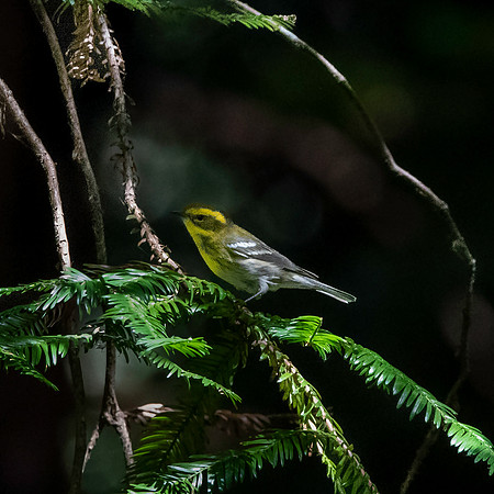 Townsend's warbler