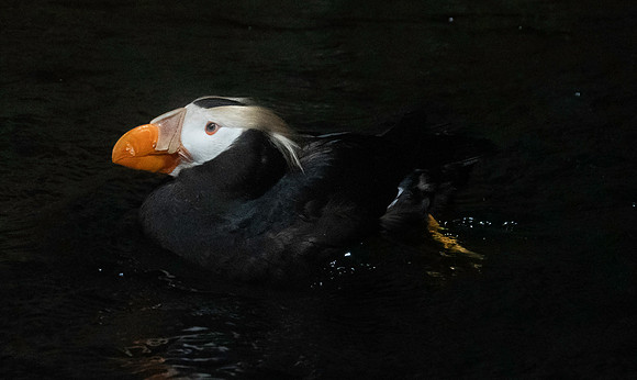 Tufted puffin