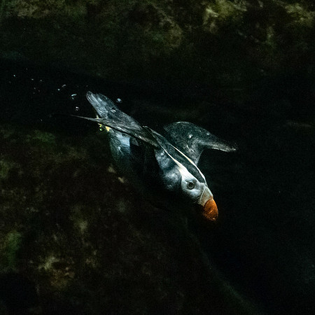 Tufted puffin underwater