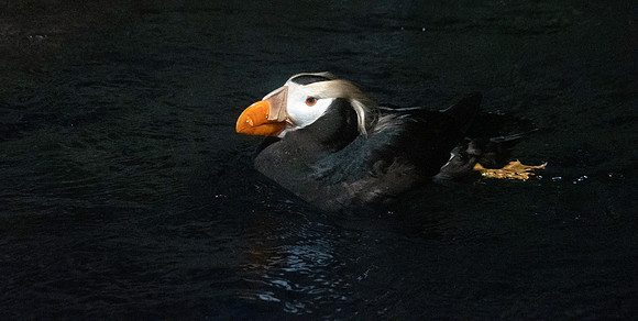Tufted puffin