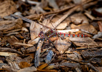 Variegated meadowhawk