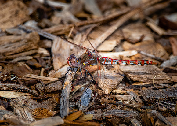 Variegated meadowhawk
