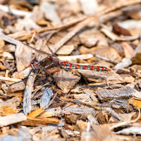 Variegated meadowhawk