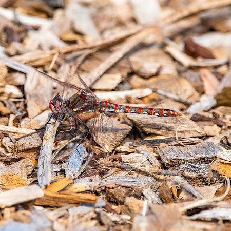 Variegated meadowhawk