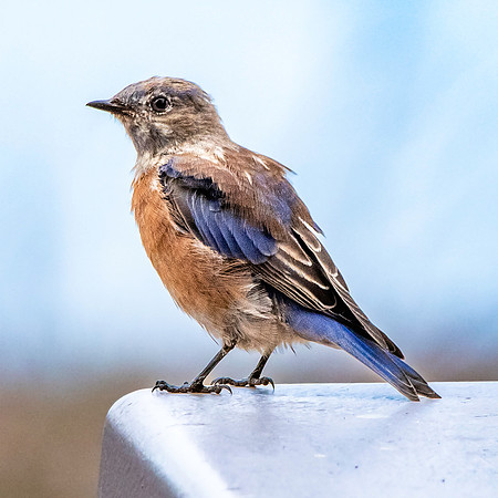 Western bluebird