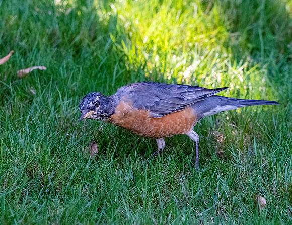 Western bluebird