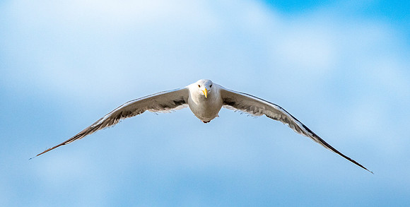 Western gull, flying