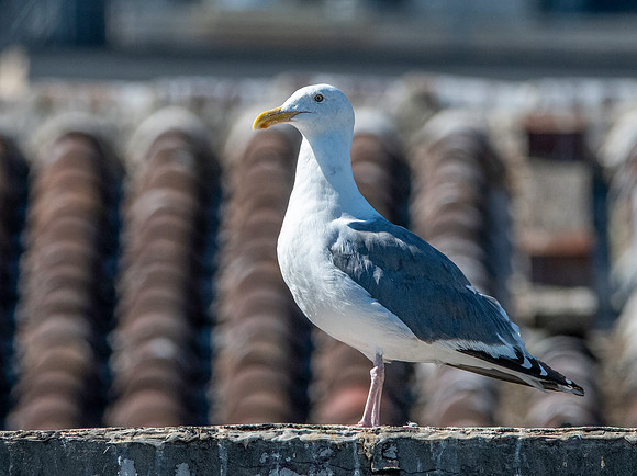 Western gull