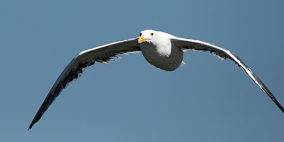 Western gull, flying