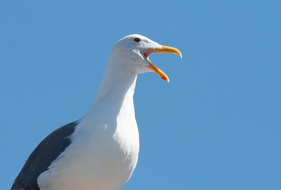 Western gull