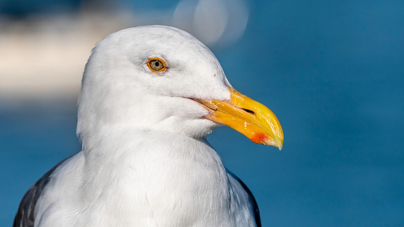 Western gull