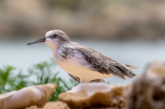 Western sandpiper