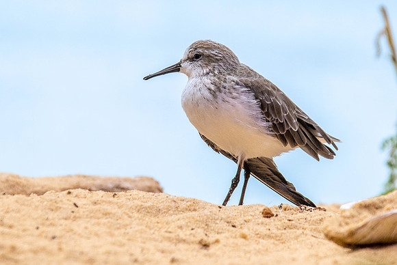 Western sandpiper
