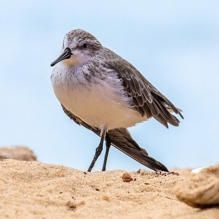 Western sandpiper