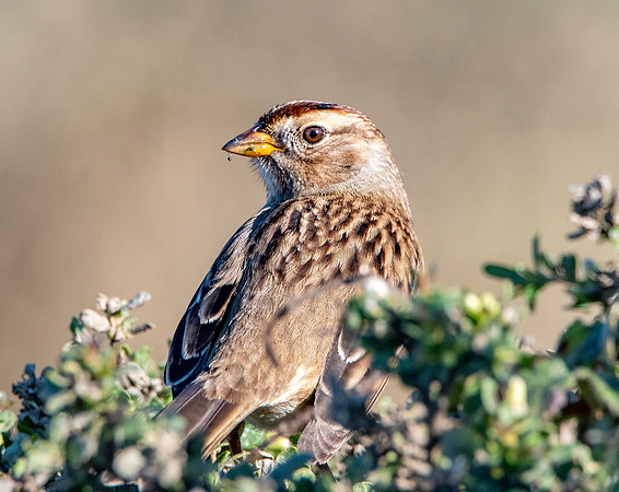 White crowned sparrow