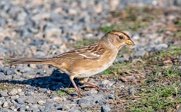 White crowned sparrow