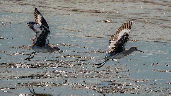 Willet in flight