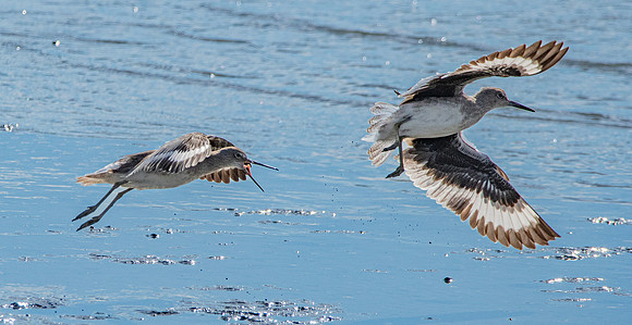 Willet in flight
