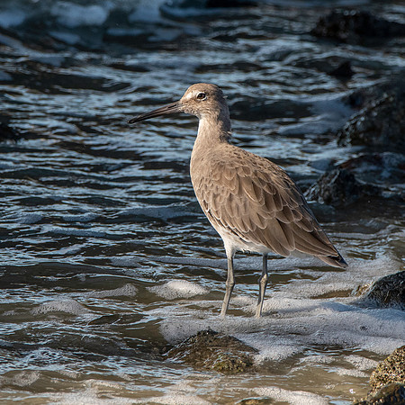 Willet