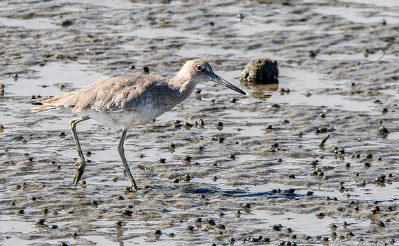 Willet