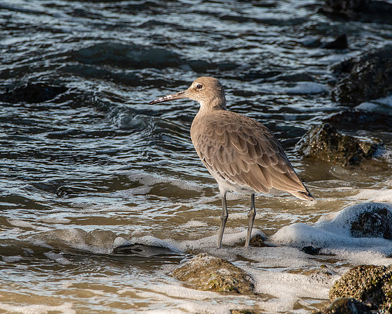 Willet