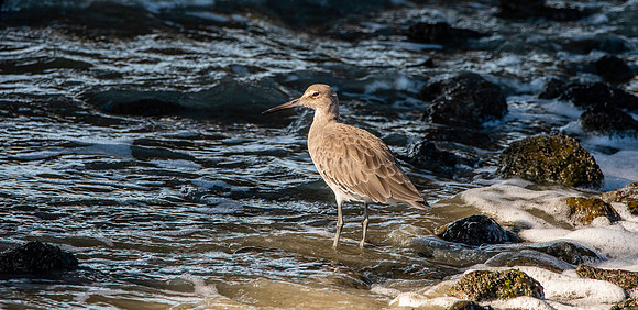 Willet