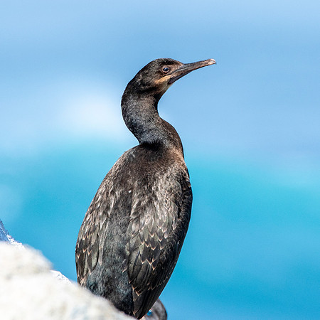 Brandt's cormorant